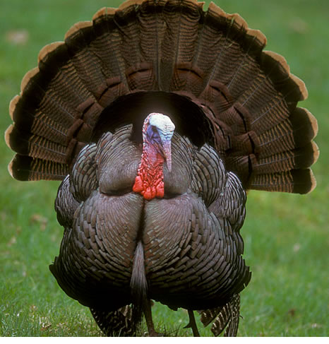 Wild Turkey